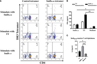 HLA-DR3 restricted environmental epitopes from the bacterium Clostridium tetani have T cell cross-reactivity to the SLE-related autoantigen SmD